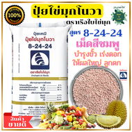 ปุ๋ยสูตร 8-24-24 ปุ๋ยไข่มุกโนวา ตราเรือใบไข่มุก ช่วยให้ขั้วเหนียว เร่งดอก ผลใหญ่ ลูกดก เม็ดปุ๋ยสีเหล