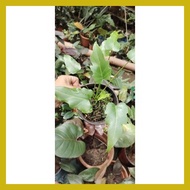 ∈ ∆ ✜ XANADU PHILODENDRON ACTUAL PLANT