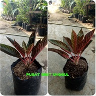 bibit bunga aglonema RED SUMATRA-pusat bibit