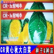 進口黃心大白菜種子 種籽韓國結球大白菜CR-1黃心秋白菜籽蔬菜種子 種籽春秋hn