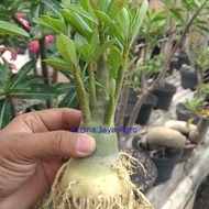 bibit bahan bonsai adenium bonggol besar kamboja jepang Wisata Agrotani