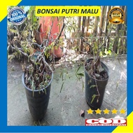 Ready Bonsai Pohon Putri Malu Tanaman Hias sesuai gambar