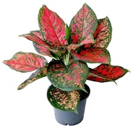 Aglaonema Hybrid Pink/ Indoor Plant