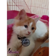 New Sz S - Kalung Nama Kucing Bisa Custom Nomor Hp Telp Alamat Kulit