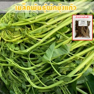 เมล็ดพันธุ์ ผักบุ้งแก้ว ผักบุ้งเย็นตาโฟ ผักบุ้งไทย 1000 เมล็ด [ 10 เเถม 1 คละได้ ]