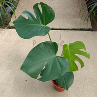 [Plantopia] Monstera Deliciosa 龟背竹 | Indoor Plant | Pokok Hiasan Hidup Dalam Rumah