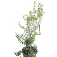 Pokok Zaitun Saiz 4 Tahun / Olive Tree Size 4 Years - Pokok Hidup Indoor Plant Pokok Rumah