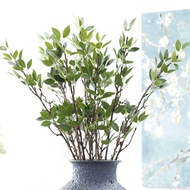 Lemon eucalyptus leaves