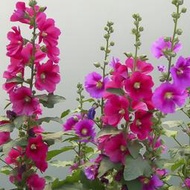 現貨  特價 小欣種業蜀葵花種子春秋四季易種開花多年生宿根花籽室外庭院花種子一丈紅