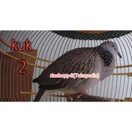 [Bebas Ongkir] burung tekukur gacor kuk 2 special limited edition