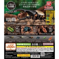全新 Bandai 昆蟲大圖鑑 獨角仙 07 扭蛋 全6種 鍬形蟲