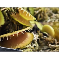 Venus Flytrap 'Hornbill'