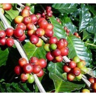 ANAK POKOK KOPI ARABICA