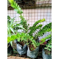 ☌✘Hoya Plant/ Hoya Cumingiana Plants
