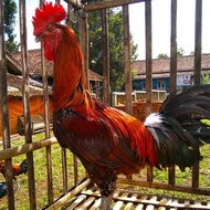 Paket sepasang ayam pelung jumbo siap produksi