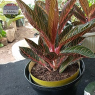 aglonema red sumatra indukan pot