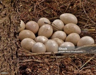 ไข่เชื้อไก่งวงแท้ 100% สำหรับฟัก | Turkey Fertile Eggs | ชุด 5 ฟอง พร้อมเพาะเป็นตัว สายพันธุ์แข็งแรง