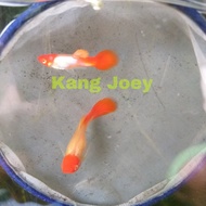 Guppy Albino Koi Gen King Koi Red