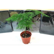 Beautiful Indoor Plant - Asparagus Fern with/without decorative pot