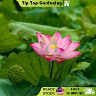 Real Lotus Water Plant Bunga Teratai Bunga Lotus Hidup Berkebun Taman Bunga Flower Garden