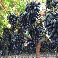 【Sapling】 Beli Benih Anggur Yifa Ten, Sapphire Kyoho Taman Penanaman Ladang Pot Baru, Benih Pokok Buah Pada Tahun Itu