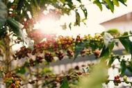 衣索比亞 班奇馬吉 露娜 藝伎 日曬 G1 咖啡豆批發【金谷65番-優質生豆探尋者~好味與您共享】1kg 咖啡生豆
