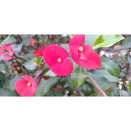 MKT - Euphorbia geroldii live plant / Anak pokok Bunga Euphorbia Merah