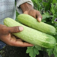 organic, heirloom vegetable gardening seeds : Cucumber