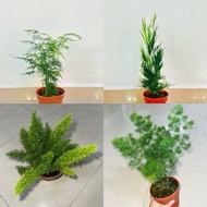 NMS 2 / Asparagus Plant / Asparagus Fern 密叶武竹 140mm Pot / Live Plant / Fresh Plant / Pokok Hiasan