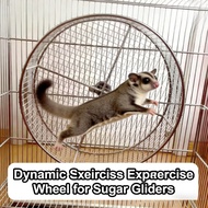 Stainless Steel Sugar Glider Exercise Wheel – Safe Quiet Run Toy for Small Pets (Hamster, Hedgehog)