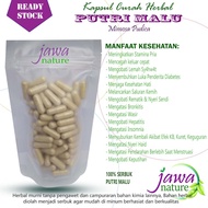 Putri malu herbal obat herbal daun putri malu obat herbal putri malu kapsul daun putri malu kapsul p