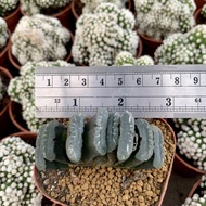 Haworthia truncata 6-8cm กุหลาบหินนำเข้า ไม้อวบน้ำ Succulents (ไลทอป Lithops แคคตัส cactus กระบองเพชร)