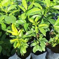 SNT/ pokok ulam tenggek burung ulam / pokok hidup /  tahan panas