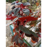 Begonia / Shrub Begonia 'Begonia Burning Bush'