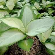 Dieffenbachia ( Diven Harmoni)