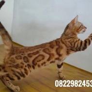 Ready Stock✅ Kucing Bengal Betina Terjamin