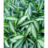 PROMO Tanaman Hias Aglonema Jubil Atau Aglonema Bulu Ayam Hijau Aglonema Blanceng Susu aglo green si