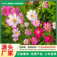 Cosmos Seed Wholesale Grass Flower Combination Green Flower Sea Create Easy-to-Plant Potted Grass Fl
