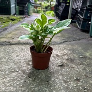 Bundle Of 2 - Money Plant (0.2m) For House Plants