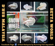 DHUB Snow White Betta Fish / Ikan Laga HMPK Snow White