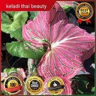 Thai beauty caladium [ Hijau💚👉🏼pink💗]