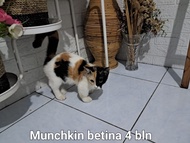 Kucing munchkin cebol