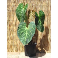 Anthurium Magnifican Norte (Rare)