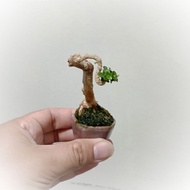 PAC Bonsai Sancang Ready to Display