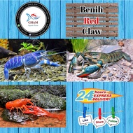 Lobster Air Tawar (10pcs/15pcs/20pcs)(Benih)(crayfish)