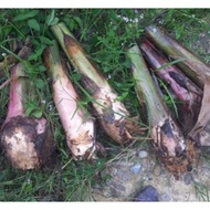 Anak Pokok Pisang Berangan, Pisang Nangka, Pisang lemak manis, pisang Rastali