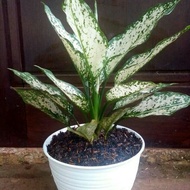 AGLONEMA SNOW WHITE/ TANAMAN HIAS AGLONEMA SNOW WHITE