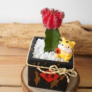 【竒花】緋牡丹仙人掌盆栽 生日禮物 母親節