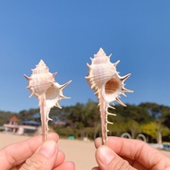 Open Four Elements Water Elements Long Natural Conch Shells Fish Tank Decorations Landscaping Decora