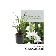 Tanaman bunga tanaman sedap malam wangi bunga hias hidup bunga sedap malam hidup bibit bunga sedap m